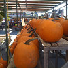 Chris Sidwell-Smith > Pumpkins!