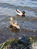 Chris Sidwell-Smith > Ducks in the Lake District. Love the green head on the top one.